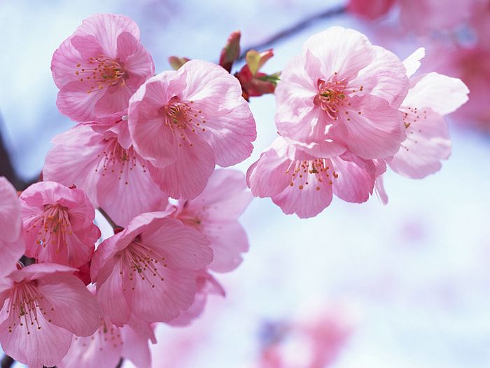 sakura
